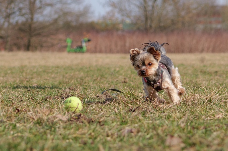 Надо контролировать, сколько весит йоркширский терьер
