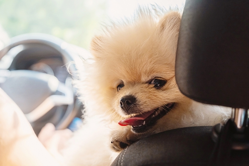 Первая течка у шпица свидетельствует о половом созревании