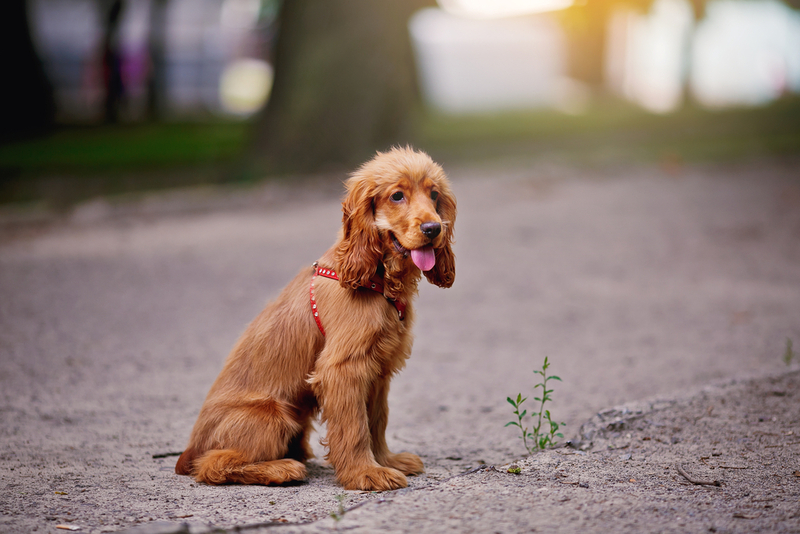 Сколько живут английские кокер-спаниели?