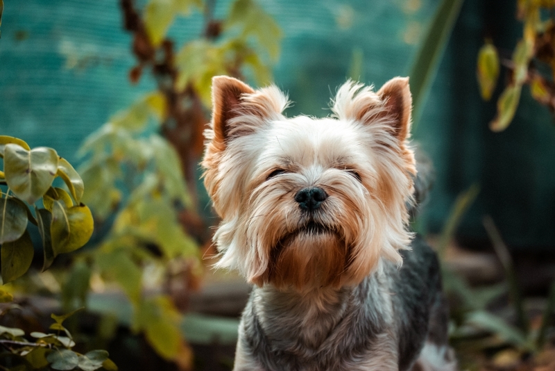 Кличка для йорка-девочки может быть короткой