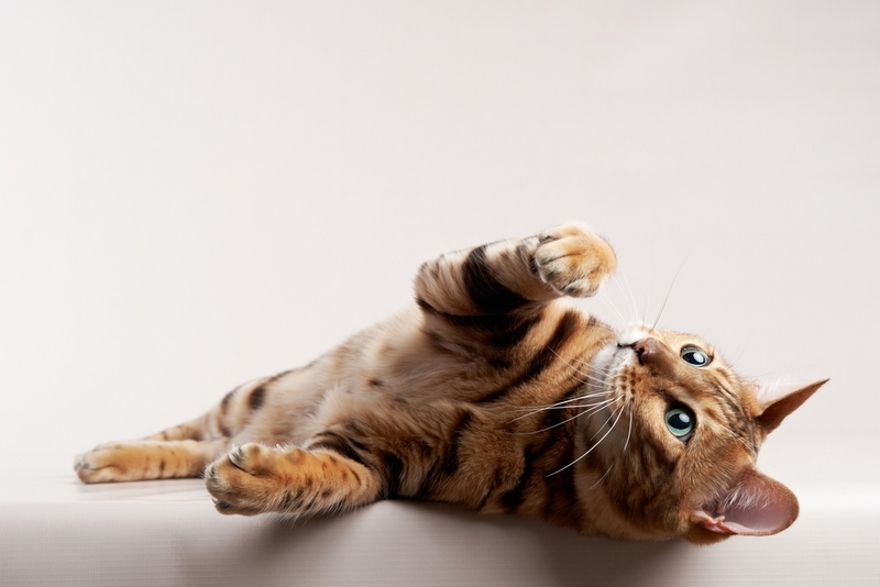 Владельцу важно знать, сколько по времени длится течка у бенгальской кошки