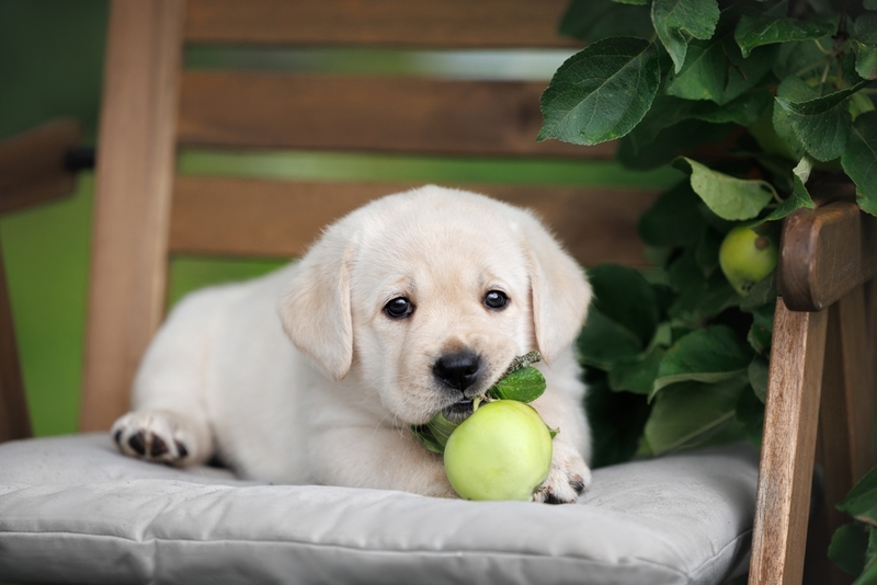 Белый окрас у лабрадора