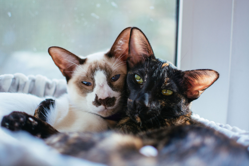 Ориентальная порода кошек может иметь черепаховый цвет