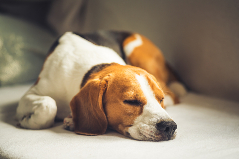 Бешеную собаку изолируют от других питомцев