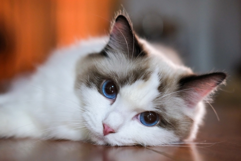 До скольких лет живут рэгдоллы в домашних условиях?