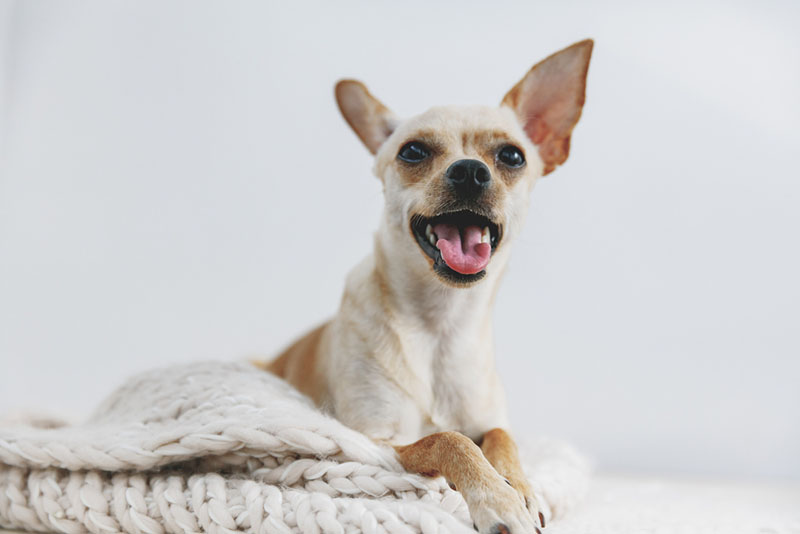 регулярная диспансеризация собаки позволит выявить заболевания, сопровождающиеся тремором