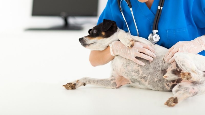 Для диагностики колик у собаки требуется осмотр