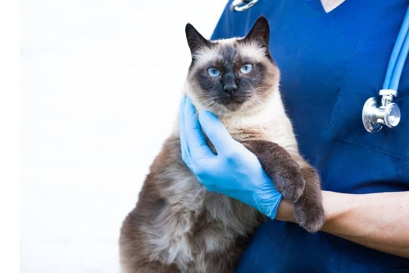 Цены на лечение лимфомы у кошек в ветеринарной клинике в Нижнем Новгороде