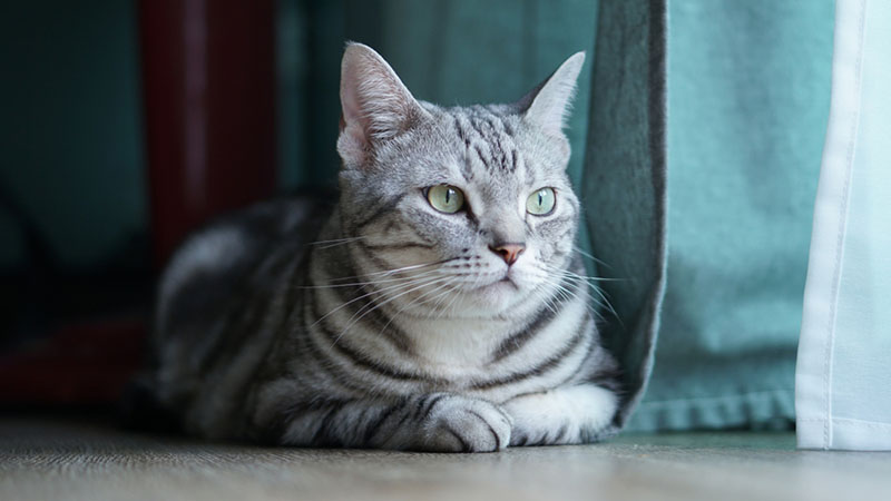 серая американская короткошёрстная кошечка