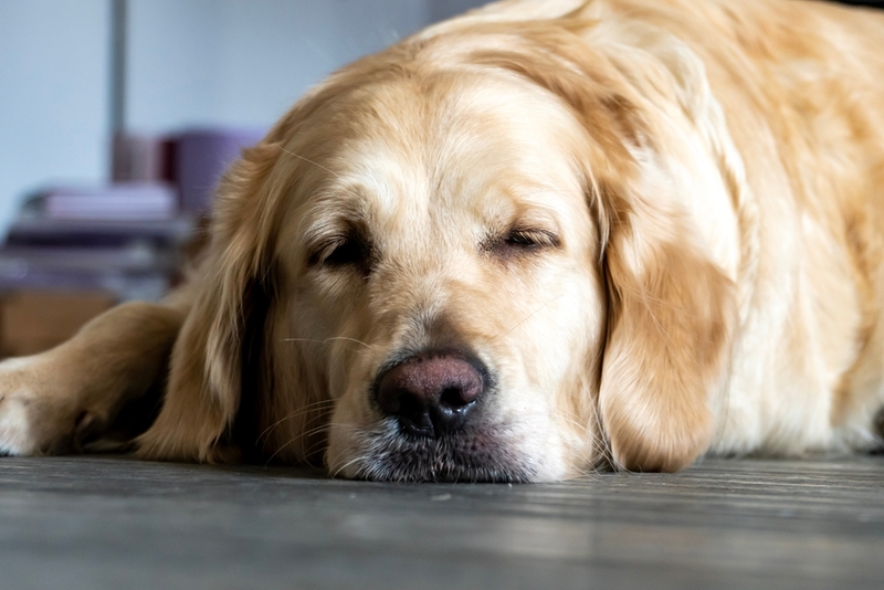Собака с заворотом желудка нуждается в срочном лечении