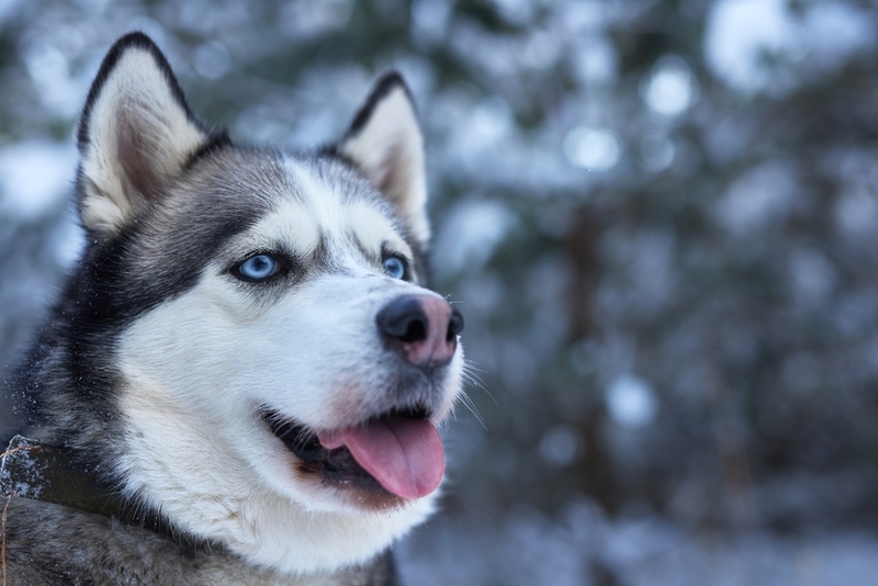 Имя для собаки-мальчика хаски может быть связано с зимой