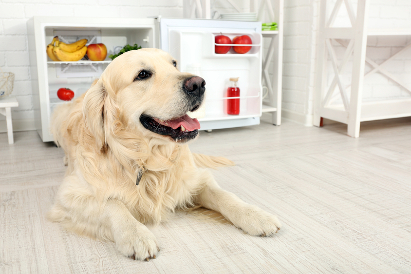 Если лук собакам нельзя, то какие овощи допустимы?