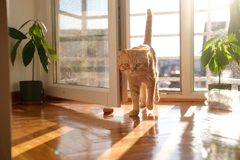 Вес шотландской вислоухой кошки растет до 18 месяцев