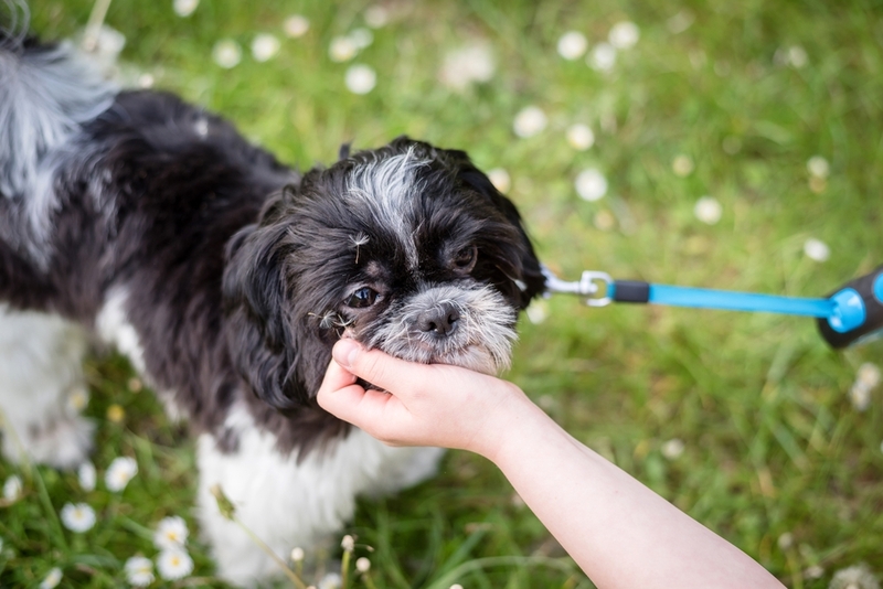 В чем опасность паннуса у собак?
