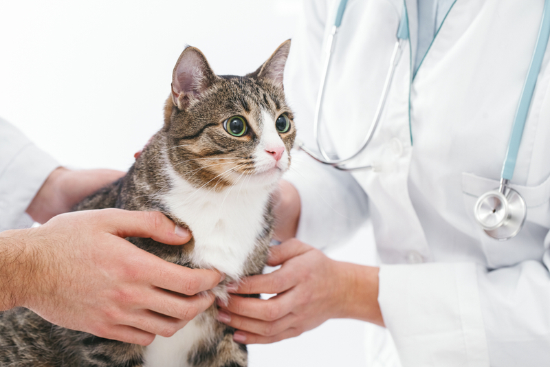 Кошке с симптомами увеита необходимо лечение