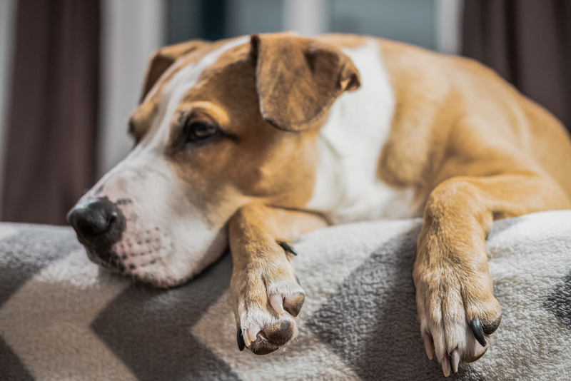 Собаке при полирадикулоневрите может грозить обезвоживание