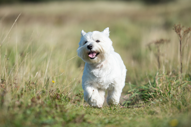 Можно определить, сколько прожил вест-хайленд-уайт-терьер по человеческим меркам