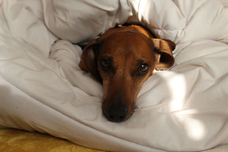 на начальных стадиях нефрита у собак симптомы не заметны