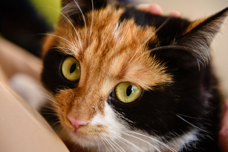 Бобтейл – кот-черепашка