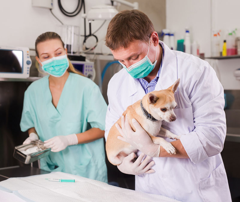 ветеринар осматривает собаку, которую укусил клещ