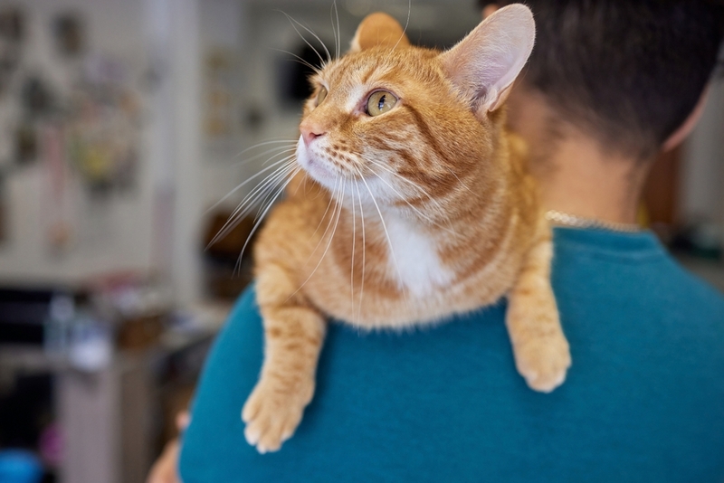 Чтобы человек не заразился от кошки боррелиозом, важна профилактика