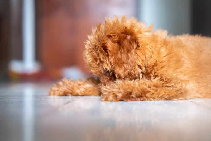 Особенно опасна микроспория для молодых собак