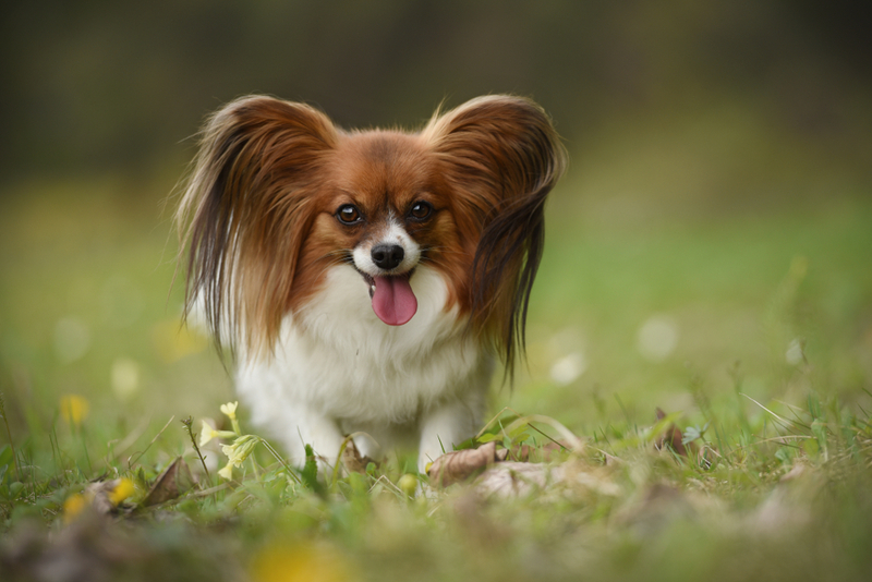 Важно следить, сколько весит папильон
