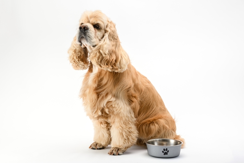 Сбалансированный рацион станет отличной профилактикой появления у собаки заболеваний