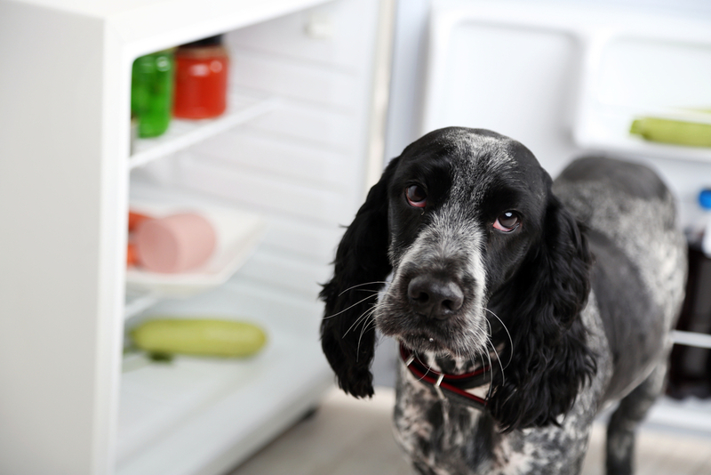 Может ли быть вред от свеклы для собак?