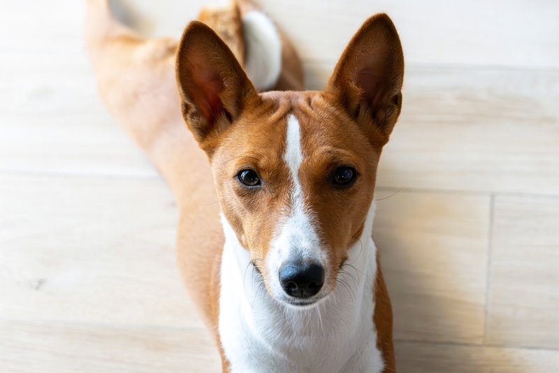 Продолжительность жизни басенджи можно сравнить с человеческой