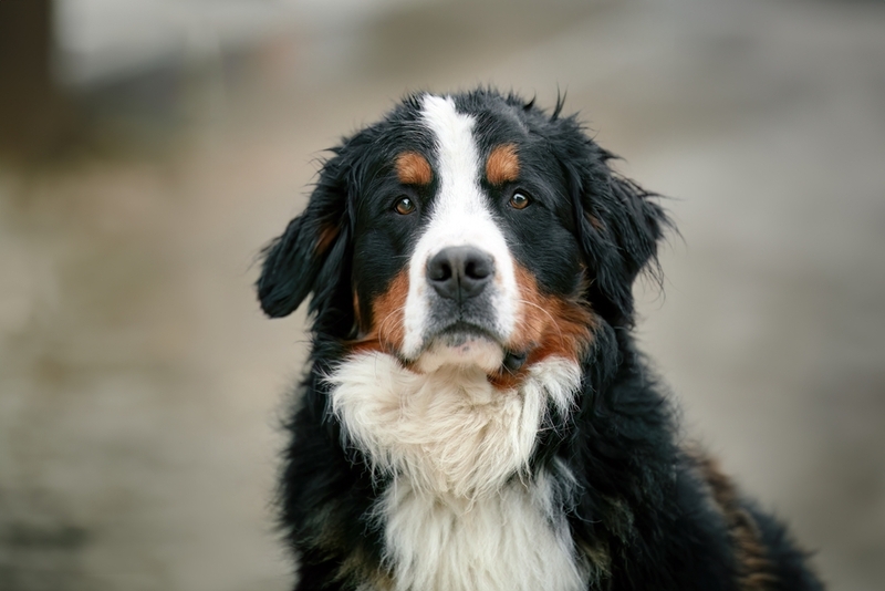 Молосс бернский зенненхунд