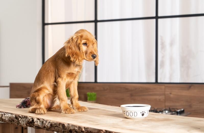 Какую же кашу можно маленьким щенкам?