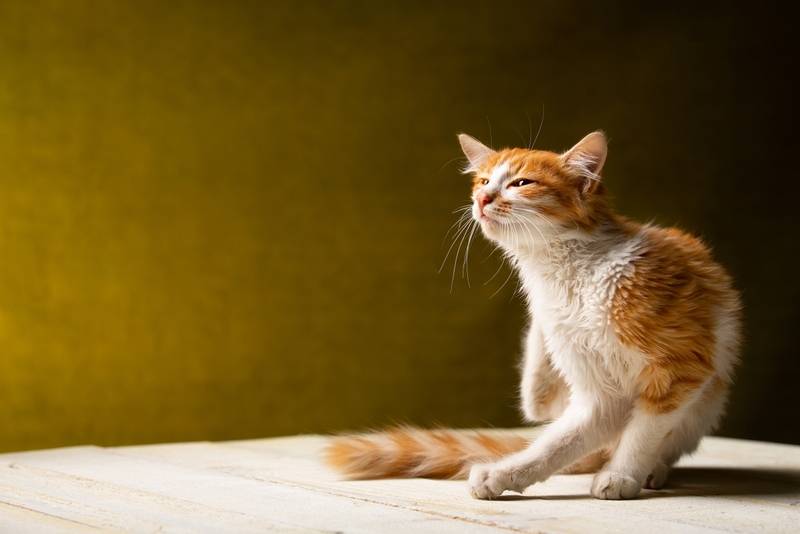Кошка сильно линяет: что делать при линьке и почему выпадает шерсть?