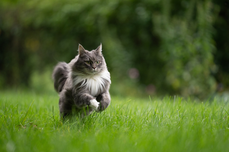 Инфекции могут влиять на то, сколько длится беременность у мейн-куна