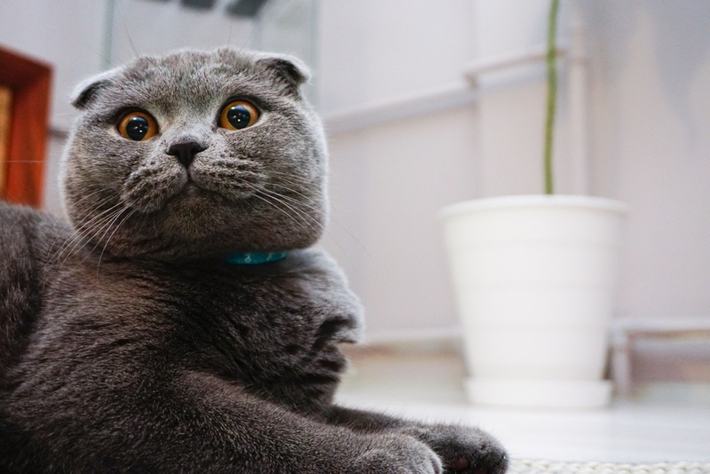 Выбирая имя для шотландской кошки-девочки, учтите окрас