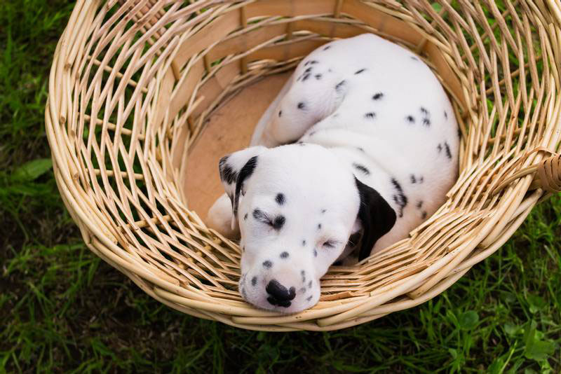 не все собаки с шерстью из нескольких цветов могут считаться далматинами