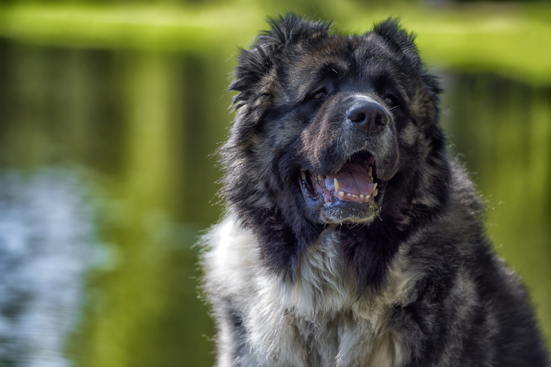 Нужно точно знать, сколько весит кавказская овчарка в норме