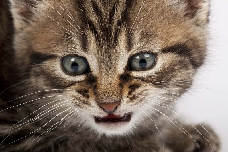 Котенок может скрипеть зубами при их смене