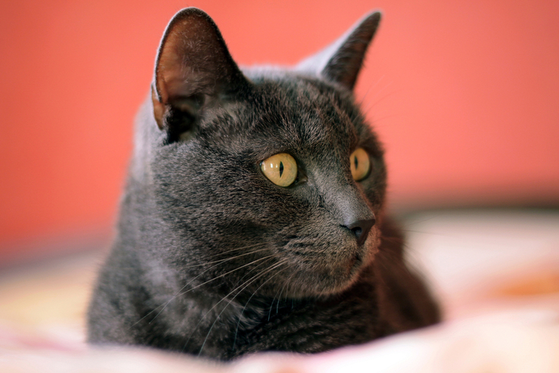 Как долго живут русские голубые кошки?