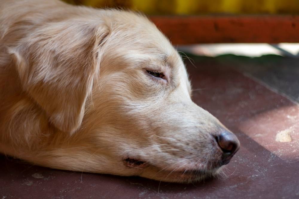 Чума плотоядных у собак 🐶 симптомы и лечение вируса, причины заражения