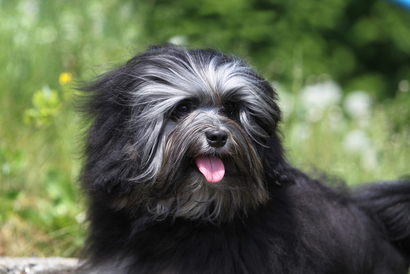 Львиная собака – один из видов болонок