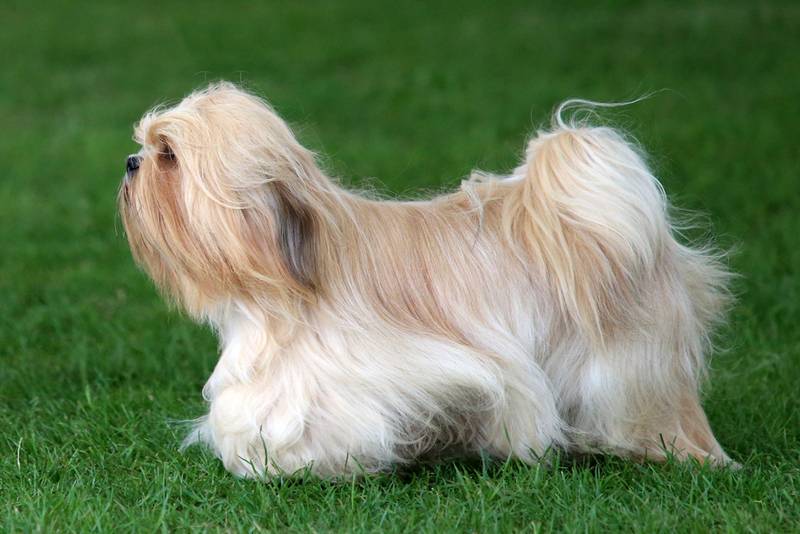 Лхаса Апсо — смешная собака с эффектной внешностью