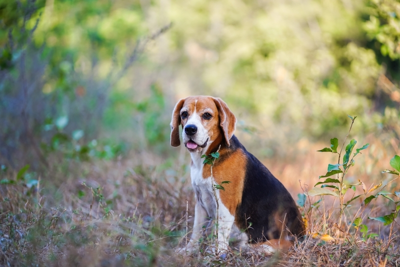Увеличение веса бигля прекращается в определенном возрасте