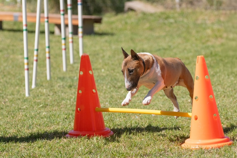 На то, сколько весит мини-бультерьер, влияют разные факторы