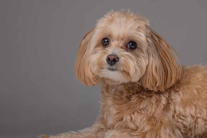 Надо быть в курсе, сколько по времени длится беременность у мальтипу