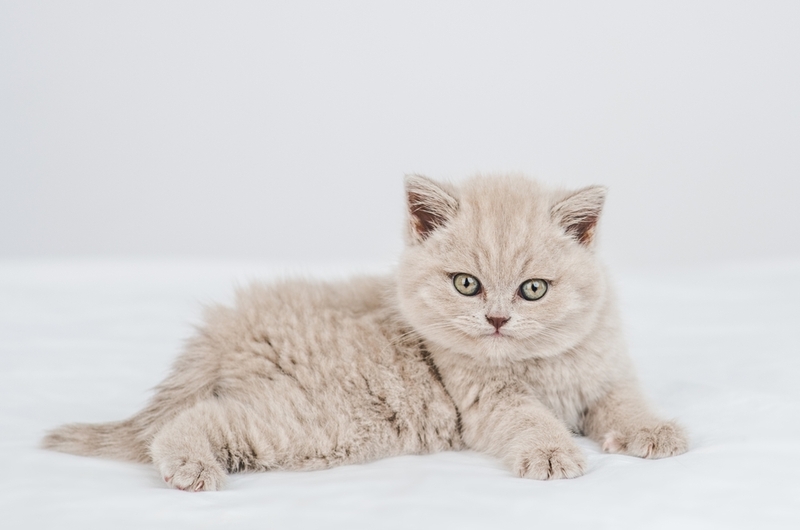 У молодых кошек «экзема» бывает редко