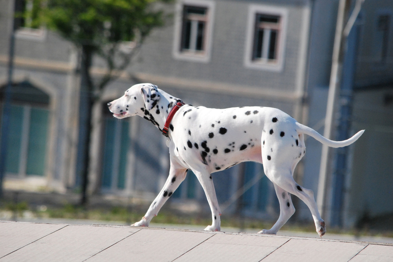 Пол не влияет на то, сколько проживет далматин
