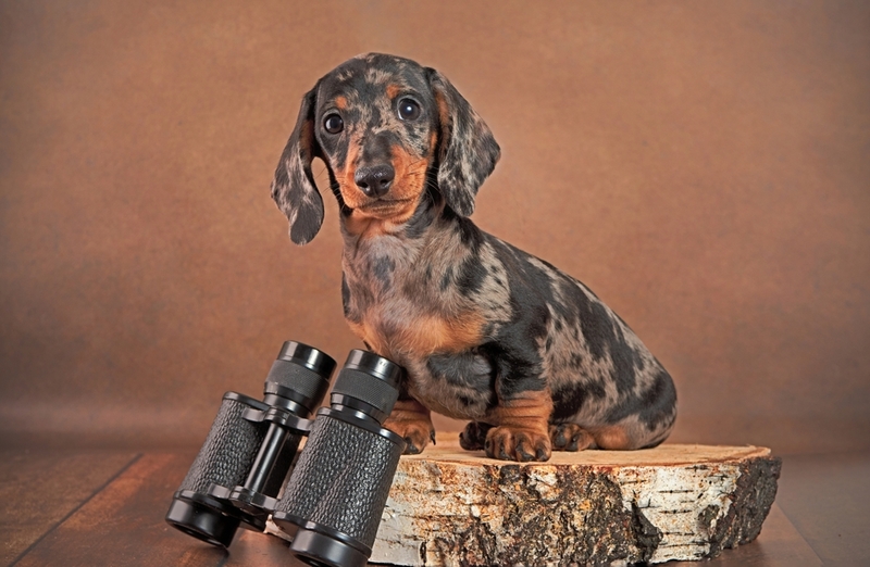 Какова история мраморных такс?