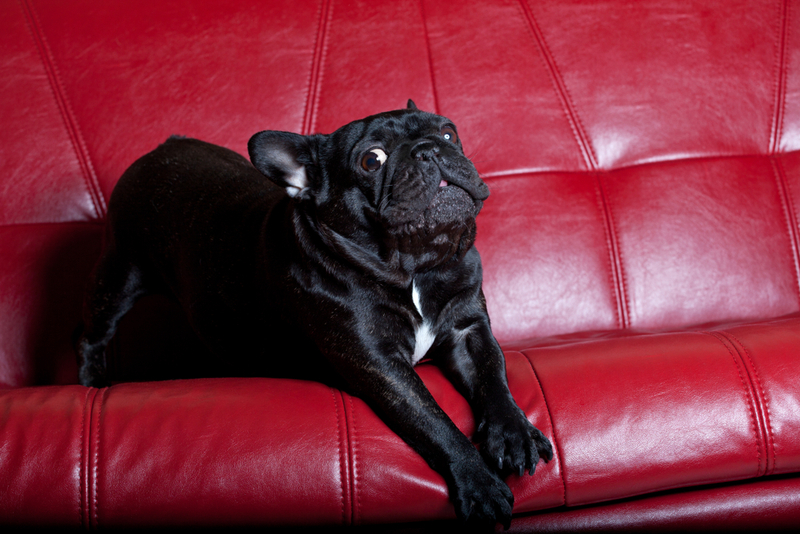 Черный бульдог