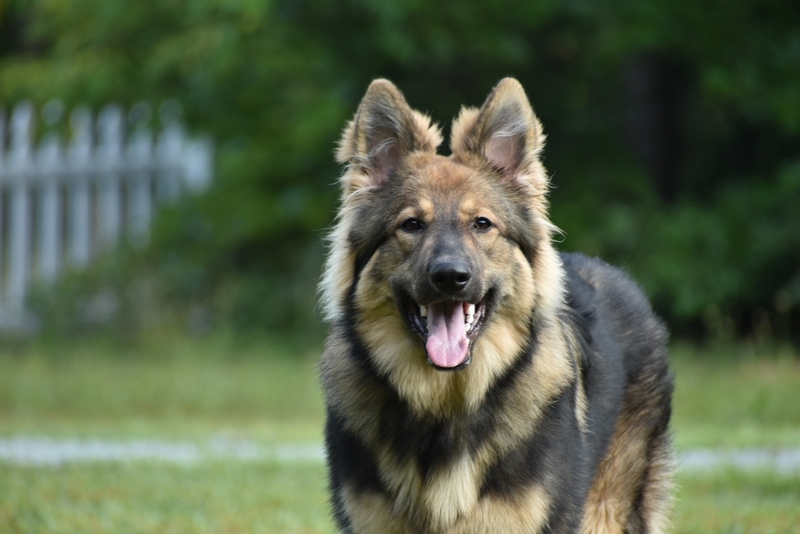 Порода собаки из сериала «Катюша» отличается интеллектом